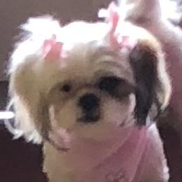 Cloe - Shih Tzu