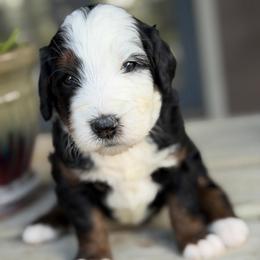 Bagel - Tri-color female Bernedoodle puppy in El Campo, Texas from Little Fur Friends Bernedoodles