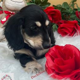 Hunky Valentines boy - Black and cream male Dachshund puppy in Prescott, Arizona from Dachshund Family Love Breeders