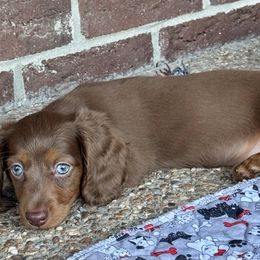 Violet - Chocolate and tan female Dachshund puppy in Franklin, Tennessee from Wendy's Weenies