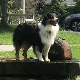 Cooper - Australian Shepherd