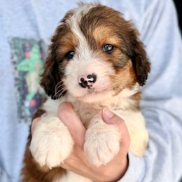 Waffle - Seal male Bordoodle puppy in Eastman, Georgia from Dood B Ranch