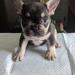 French Bulldog Puppies from Jgrfrenchies