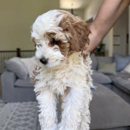 Cavapoo Puppies from Rosie’s Pups