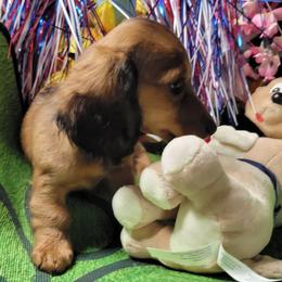 Piper Zephyr - Red female Dachshund puppy in Terlton, Oklahoma from CLARK'S BREEDING PROGRAM