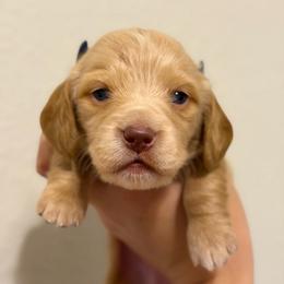 Cream Or Red Female - Cream female Dachshund puppy in Horizon City, Texas from Micah's Minis
