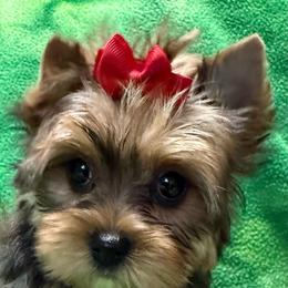 Tawnee's Trudy Female - Black and gold female Yorkshire Terrier puppy in Lexington, North Carolina from Silver Valley Yorkies