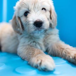 Goldendoodle and Golden Retriever Puppies from Poofy Puppies