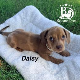 Daisey - Dapple female Dachshund puppy in Lexington, Oklahoma from BooneDox Miniature Dachshunds