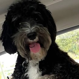 Roscoe - Australian Labradoodle