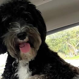Roscoe - Australian Labradoodle