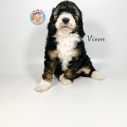 Aussiedoodle, Bernedoodle, and Goldendoodle Puppies from Dandy Doodle Ranch