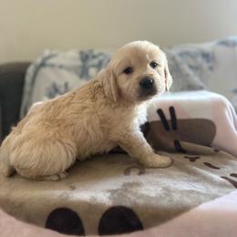 Wednesday ( Black Collar Girl ) - Light golden female Golden Retriever puppy in Phoenix, Arizona from Star Raised Goldens