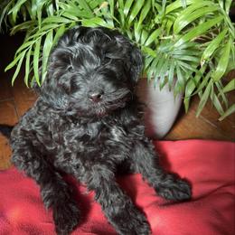 Alan - male Aussiedoodle puppy in Utica, Ohio from Poodle Me Crazy
