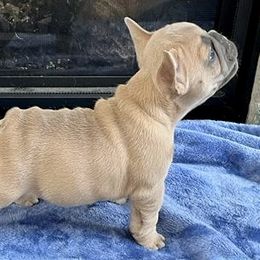 Aurora - Blue fawn French Bulldog puppy in Grand Rapids, Michigan from Delavan Sisters French Bulldogs