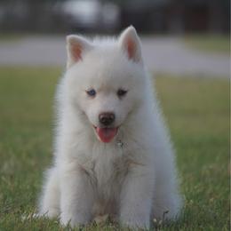 Rhino - White male Pomsky puppy in Krum, Texas from Paw-Some Pomskies