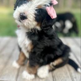 Bernedoodle, Bernese Mountain Dog, and Golden Retriever Puppies from Mercy Mountain Bernedoodles