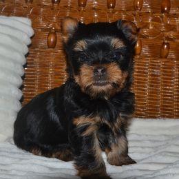 Yorkshire Terrier Puppies from Tamsyorkies