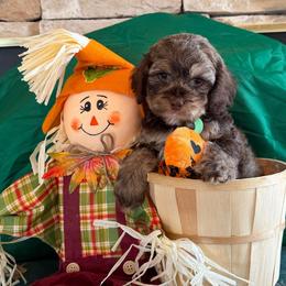 Percy - Sable male Cockapoo puppy in Holton, Indiana from MoonShine Babies / OZ