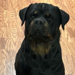 Bucky - Rottweiler