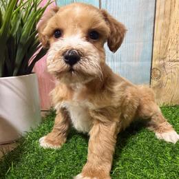 Erica - Wheaten female Miniature Schnauzer puppy in Lufkin, Texas from C&K’s Schnauzer House