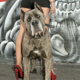 Cane Corso from Starlight Cane Corso