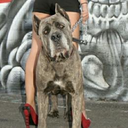 Cane Corso from Starlight Cane Corso