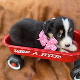 Girl 3 - Black tri female Miniature Australian Shepherd puppy in Graham, North Carolina from Thompson Farm Mini Aussies