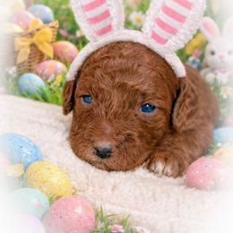 Mitchie - Red  female Poodle puppy in Fresno, California from Bell’s Poodles Of California