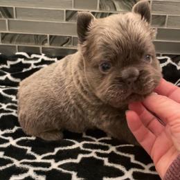 Oscar - Blue male French Bulldog puppy in Las Vegas, Nevada from Let it Ride Bulldogs