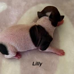 Girl 4 - White and chocolate female American Hairless Terrier puppy in Buckingham, Illinois from Gaus Hof