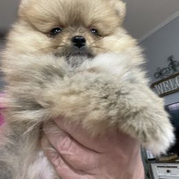 Pomeranian Puppies from MDs Prancin Poms