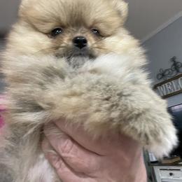 Pomeranian Puppies from MDs Prancin Poms