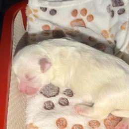 Hot pink girl - White and buff female Bichon Frise puppy in Lavon, Texas from Sissy’s Heavenly Paws