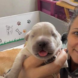 Golden Retriever Puppies from Ruff Life Goldens