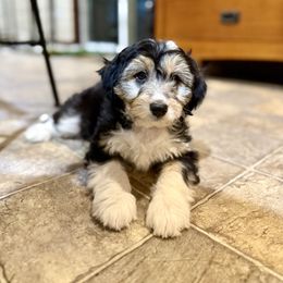 Onyx - Black tri-color female Aussiedoodle puppy in Grants Pass, Oregon from Woodwind Miniatures