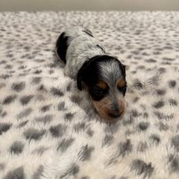 Pied female with spots - Piebald female Dachshund puppy in Madera Acres, California from Muggin Bostons Terriers and Mini Dachshund