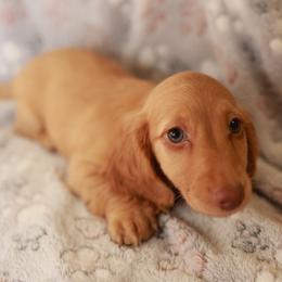 Flo - Red female Dachshund puppy in Indiantown, Florida from Turquoise River Minature Dachshunds