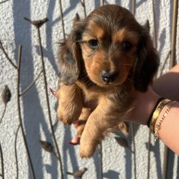 Mack - Dapple male Dachshund puppy in Chino Hills, California from Wooofyland LLC