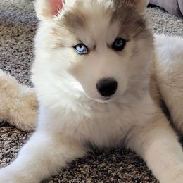 Siberian Huskies from Kim's Huskies