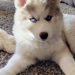 Siberian Huskies from Kim's Huskies