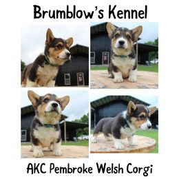 Pembroke Welsh Corgi Puppies from Brumblow’s Kennel