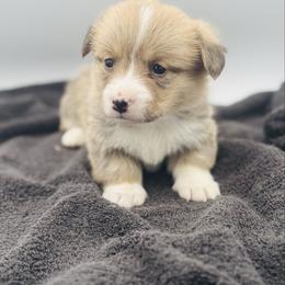 Female 1 - Red female Pembroke Welsh Corgi puppy in Hale, Michigan from All Hale Corgis