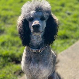 Old English Sheepdogs, Poodles, and Sheepadoodles from Life Unleashed Farm