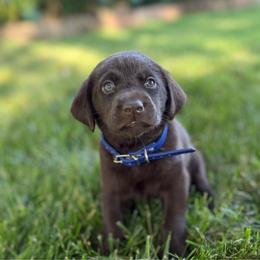 Blue (collar color) Chocolate male - Chocolate male Labrador Retriever puppy in Moore, Oklahoma from Okiehuntinboyz Labrador Retrievers