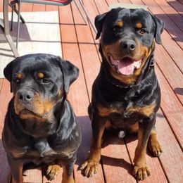 Rottweilers from Allen's Rottweilers
