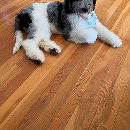Bernedoodle Puppies from Crown Stephens Family Doodles