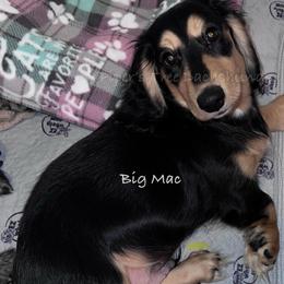 Magnum aka Big MAC - Black and cream male Dachshund puppy in Shelton, Connecticut from Piper’s Tree Dachshunds