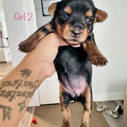 Yorkshire Terrier Puppies from Erika Ruiz