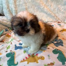 LEIF - Red and white male Shih Tzu puppy in Kamilche, Washington from Serendipity Shih tzu